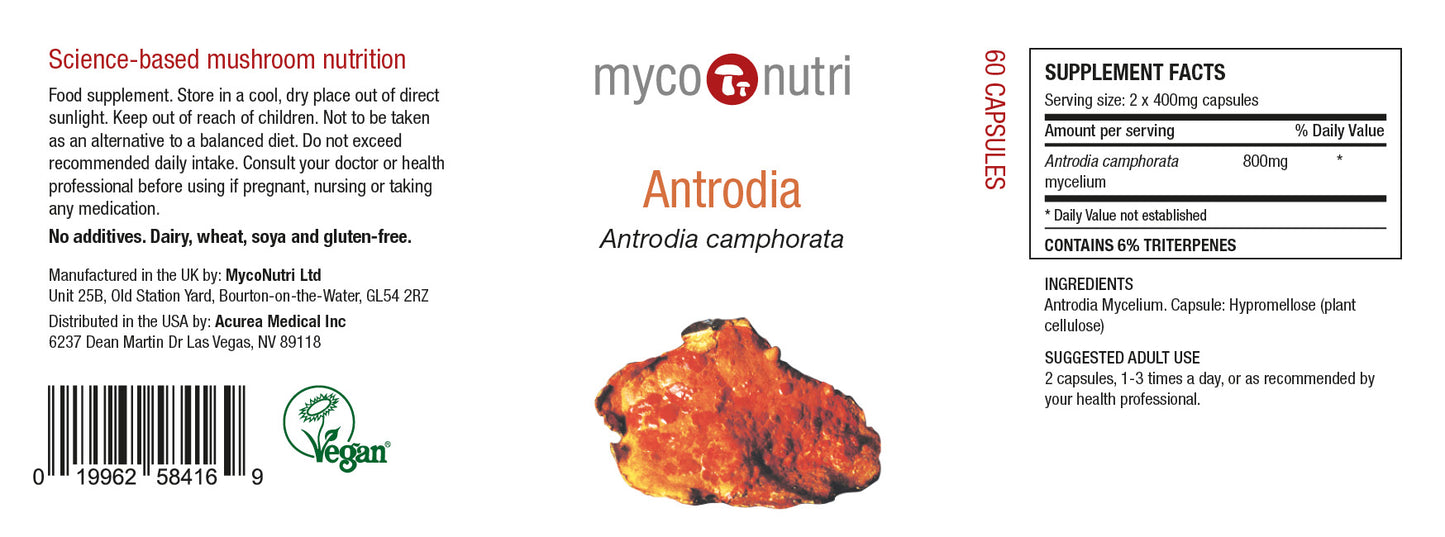 Antrodia - Anreodia Camphorata