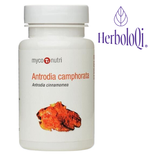 Antrodia - Anreodia Camphorata